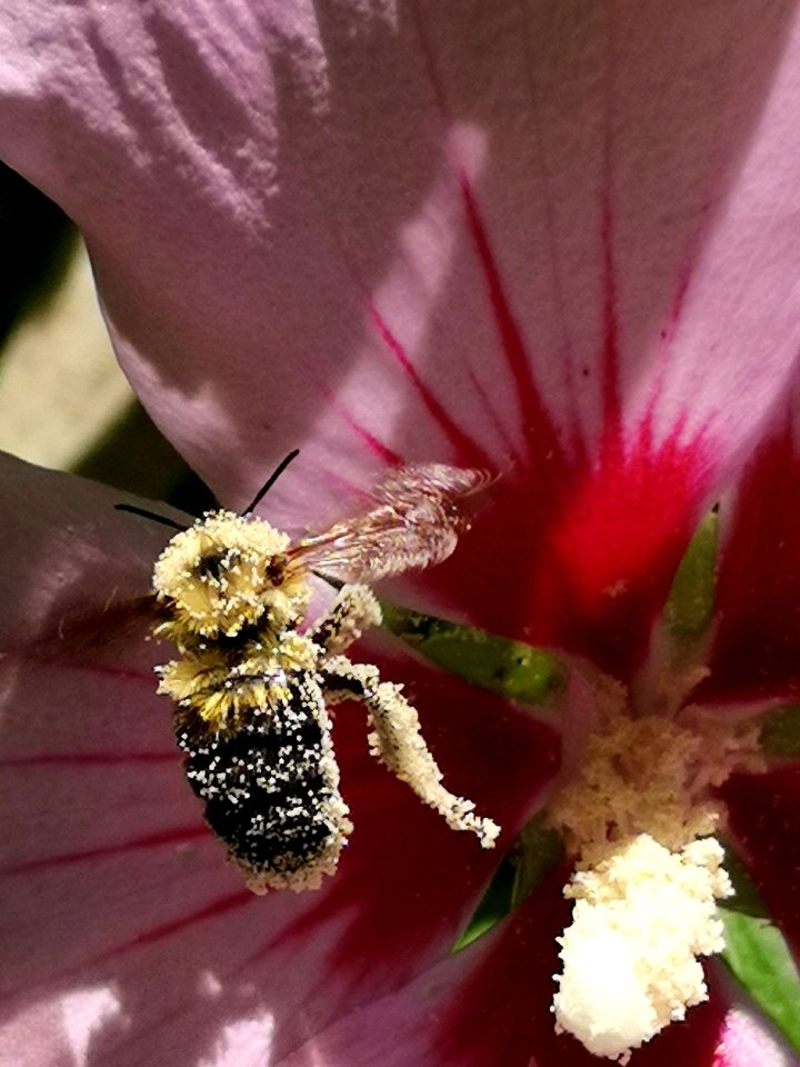 Bumblebee covered in pollen from rose of Sharon (Hibiscus syriacus)