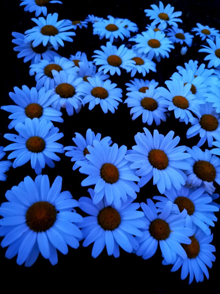 Shasta Snowcap glows at dusk, good for a moon garden
