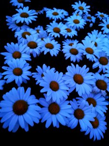 Shasta Snowcap glows at dusk, good for a moon garden