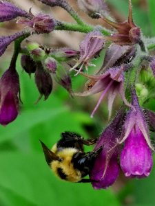 Bee on comfrey (Symphytum sp.) photo