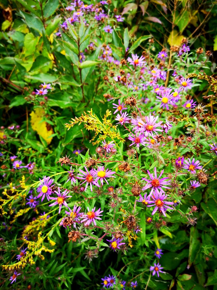 Symphyotrichum and Solidago