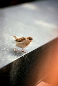 hungry sparrow photo