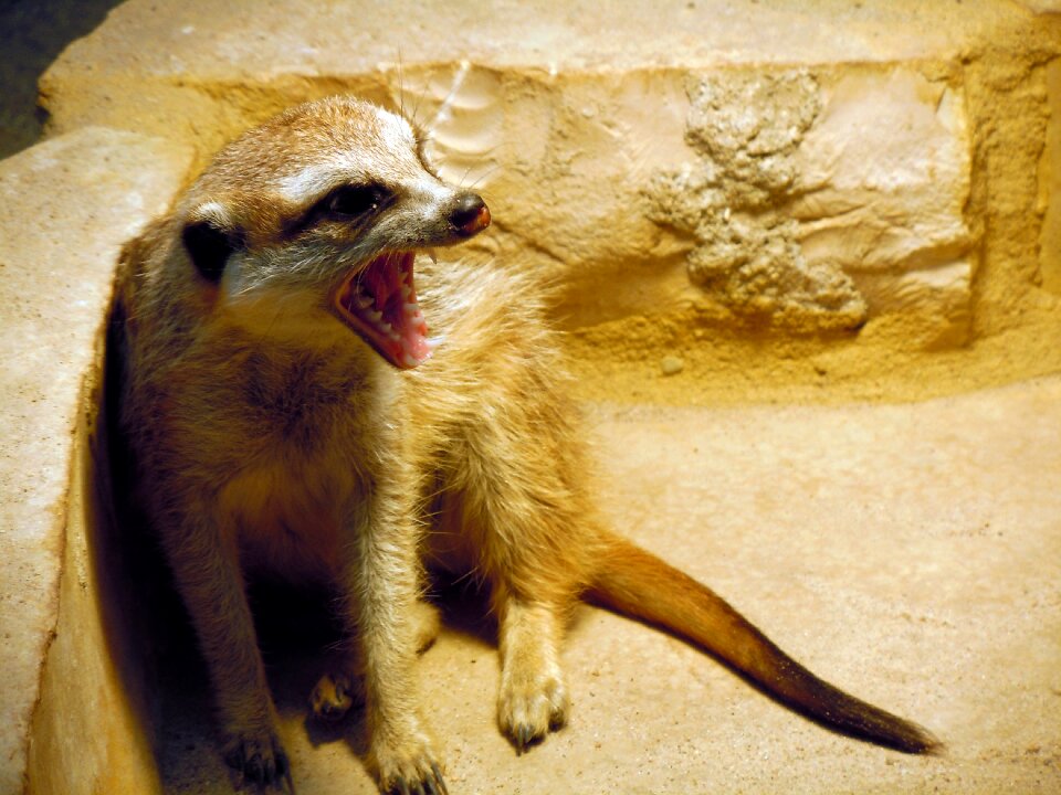 Meerkat yawning tired