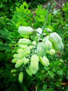 Baptisia pods