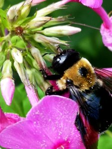 Carpenter bee (Xylocopa) with pollen nectar robbing Phlox paniculata