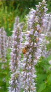 Agastache Blue Fortune much beloved by honeybees this year, also bumblebees, soldier beetles, monarch butterflies and hummingbirds