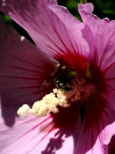 Bumblebee covered in pollen from rose of Sharon (Hibiscus syriacus) photo