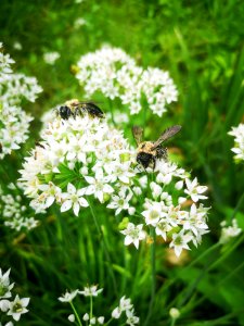 Carpenter bee Xylocopa virginica covered in pollen visiting flowers of garlic chives Allium tuberosum