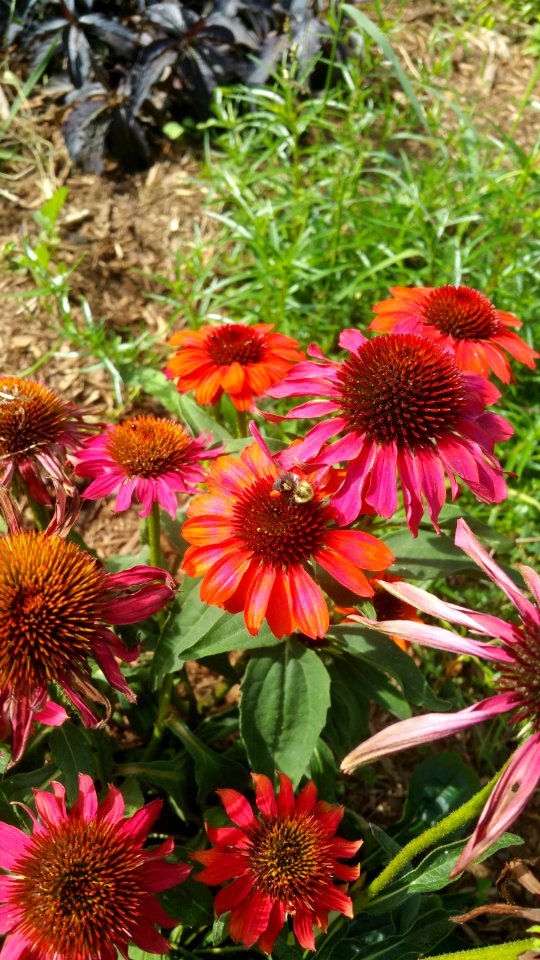 Echinacea Cheyenne Spirit