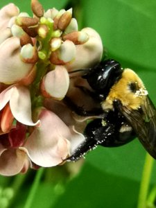 Carpenter bee Xylocopa virginica visiting hopniss Apios americana flowers