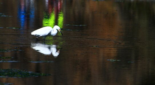 Marsh bird california reflection photo