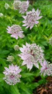Astrantia major 'Florence'