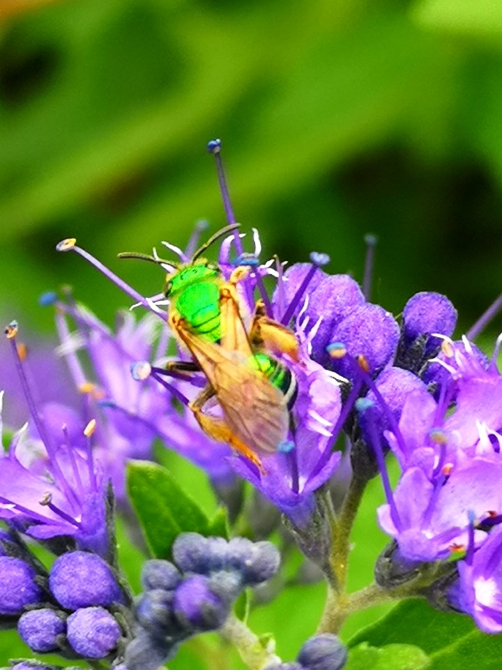 Sweat bee visiting bluebeard Caryopteris Dark Knight