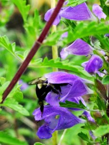 Bumblebee visiting dragonhead (Dracocephalum moldavica) flowers photo