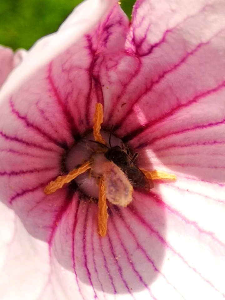 Bee or fly visiting balloon flower Platycodon grandiflorus Astra Pink