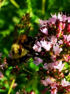 Bumblebee visiting oregano flowers Origanum vulgare