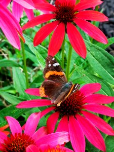 Red admiral butterfly (Vanessa atalanta) visiting coneflower Echinacea 'Cheyenne Spirit'