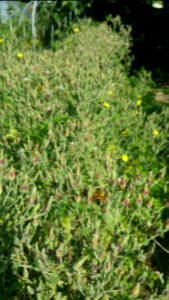 Bee in Lactuca sativa