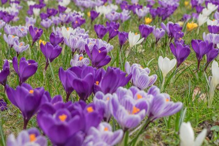 Spring crocus bloom flowers