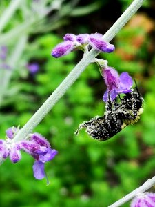 Bee covered with pollen visiting Russian sage (Perovskia)