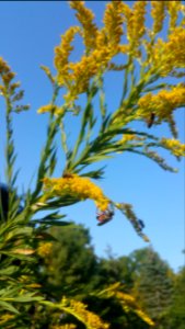 Goldenrod