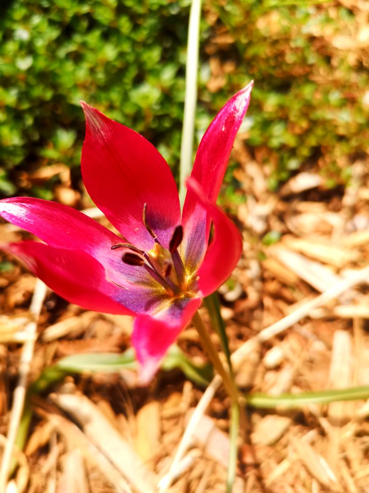 Tulipa humilis Little Beauty