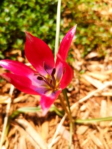 Tulipa humilis Little Beauty
