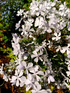 Phlox divaricata May Breeze. Very fragrant