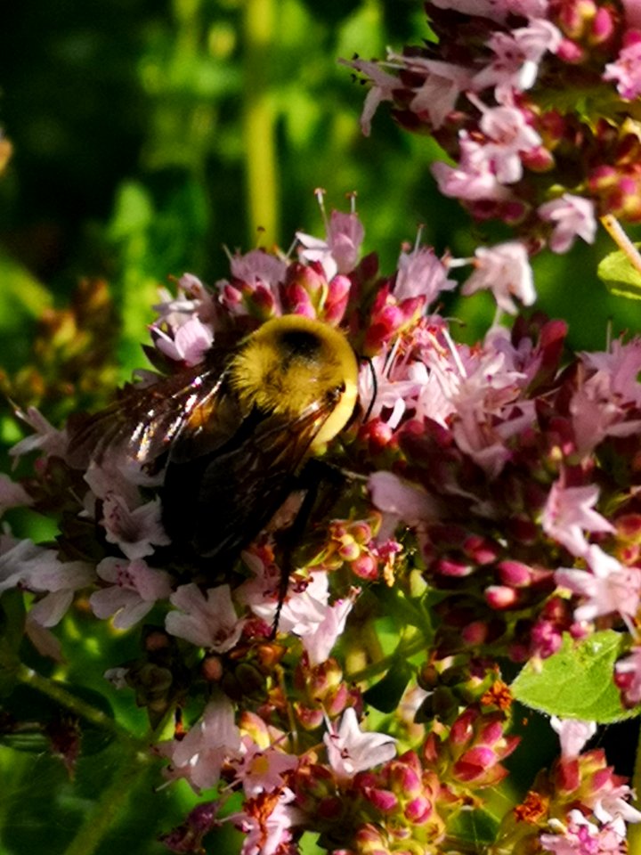 Bumblebee visiting oregano flowers Origanum vulgare
