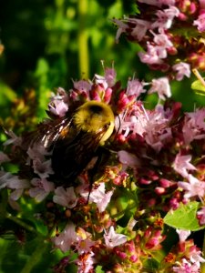 Bumblebee visiting oregano flowers Origanum vulgare