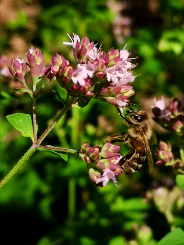 Honeybee in oregano Origanum vulgare