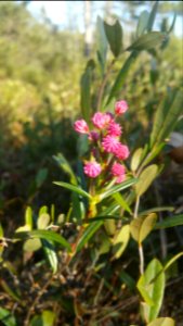 Mountain laurel buds at Sifton Bog
