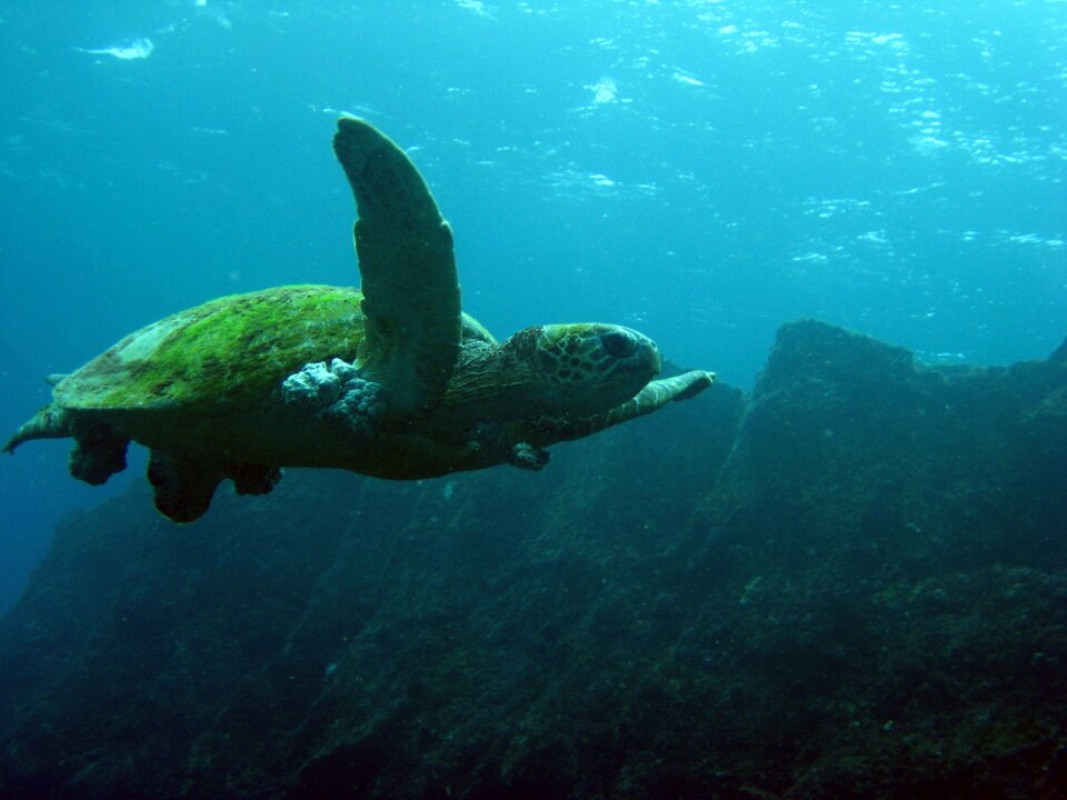 Reptile swimming nature