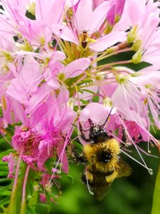 Bumblebee covered in pollen visiting cleome