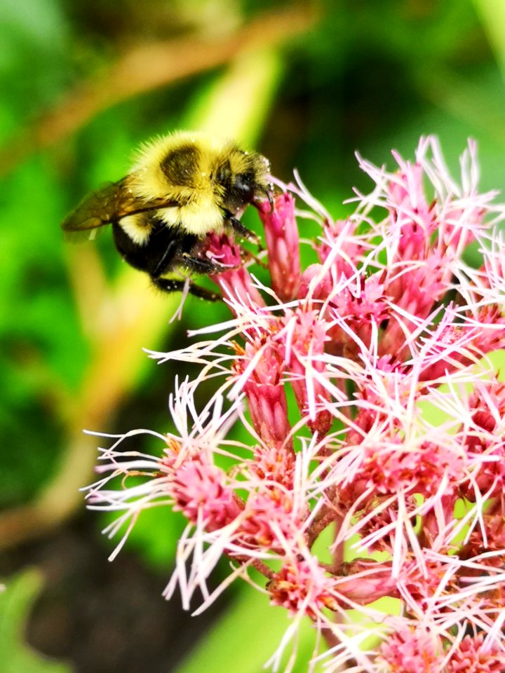 Bee on Baby Joe Eupatorium dubium