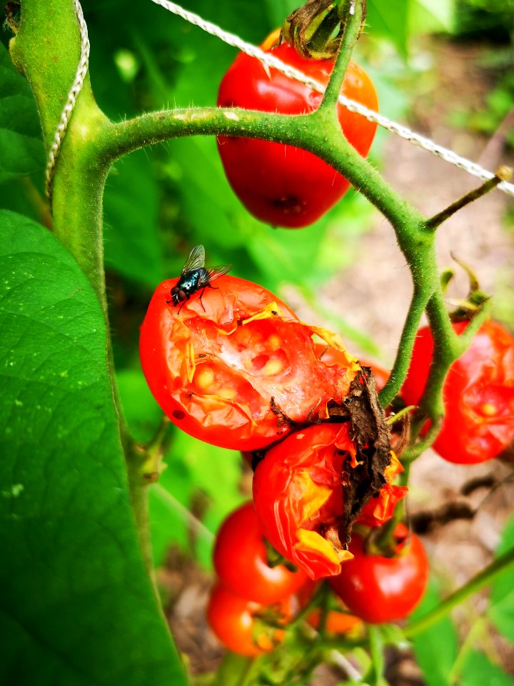 More damaged tomato fruit than any year previously. Birds probably