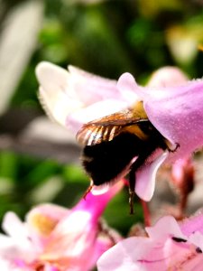 Bumblebee (Bombus) visiting hybrid beardtongue flowers Penstemon Dark Towers photo