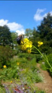 Carpenter bee like Brassica juncea flowers. Should grow lots more Purple Osaka mustard for bees and house finches