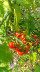 Matt's wild cherry