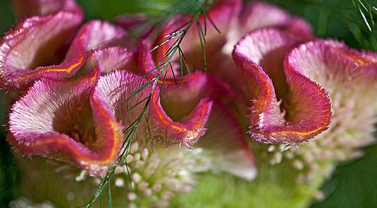 Violet fleshy pleated