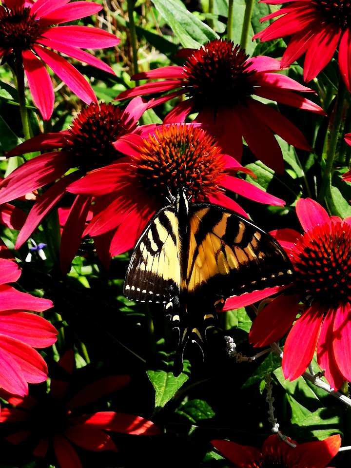 Canadian tiger swallowtail butterfly (Papilio canadensis) visiting coneflower (Echinacea 'Cheyenne Spirit')