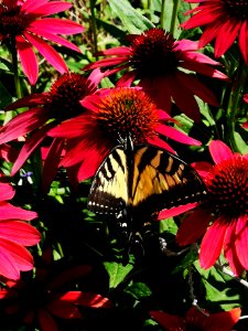 Canadian tiger swallowtail butterfly (Papilio canadensis) visiting coneflower (Echinacea 'Cheyenne Spirit')