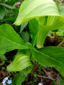 Jack in the pulpit (Arisaema triphyllum)