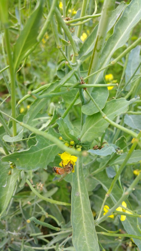 Honeybees like Siberian kale flowers