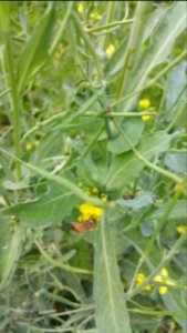 Honeybees like Siberian kale flowers