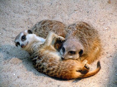 Meerkat snuggled sleeping photo
