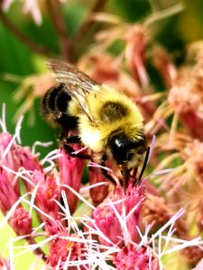 Bumblebee visiting Joe Pye weed Eupatorium dubium Baby Joe