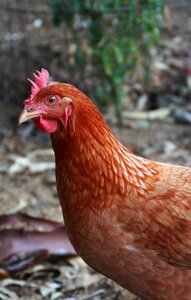 Brown hen animal photo