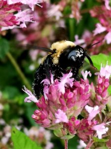Carpenter bee (Xylocopa virginica) visiting oregano (Origanum vulgare)