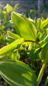 Polygonatum odoratum